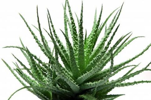 Aloe Vera dans Men's Defence